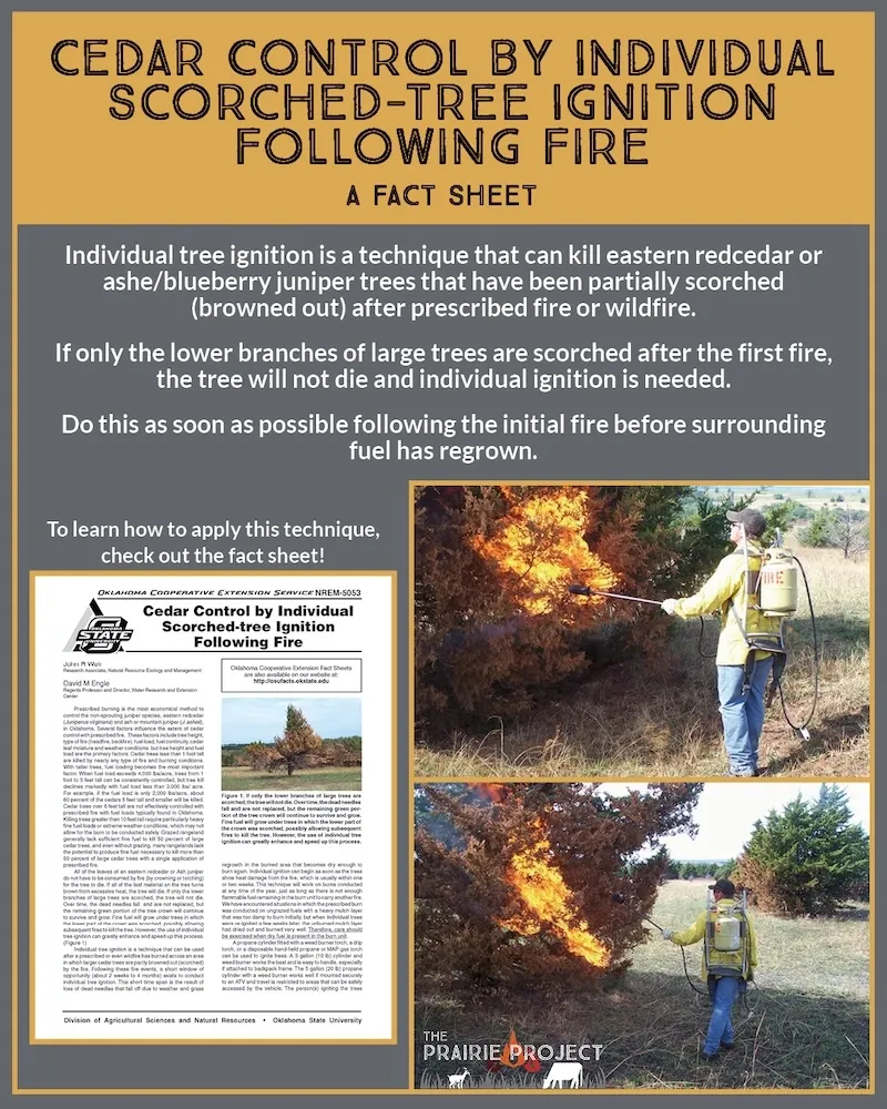 Eastern Red Cedar (Single Tree Ignition)