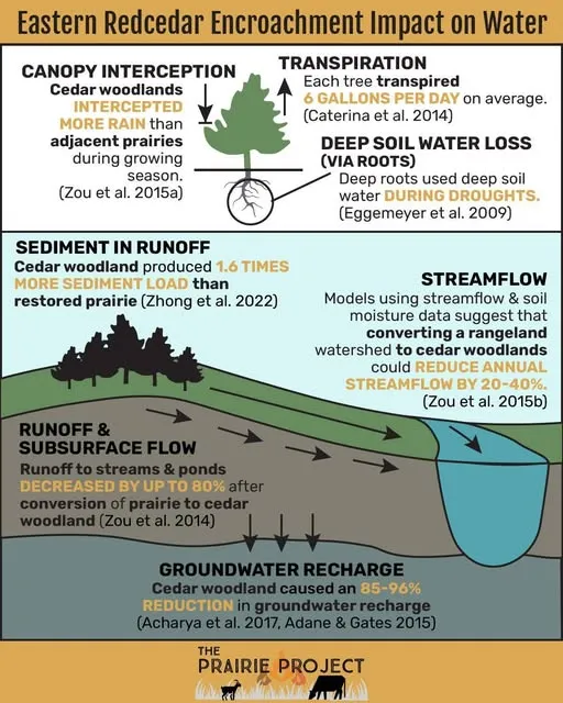 Eastern Red Cedar (Impact on Water)