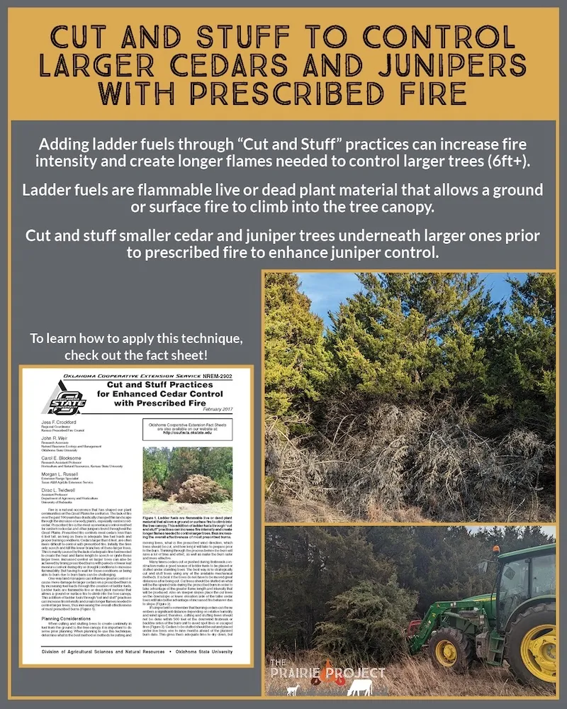 Eastern Red Cedar (Cut and Stuff)