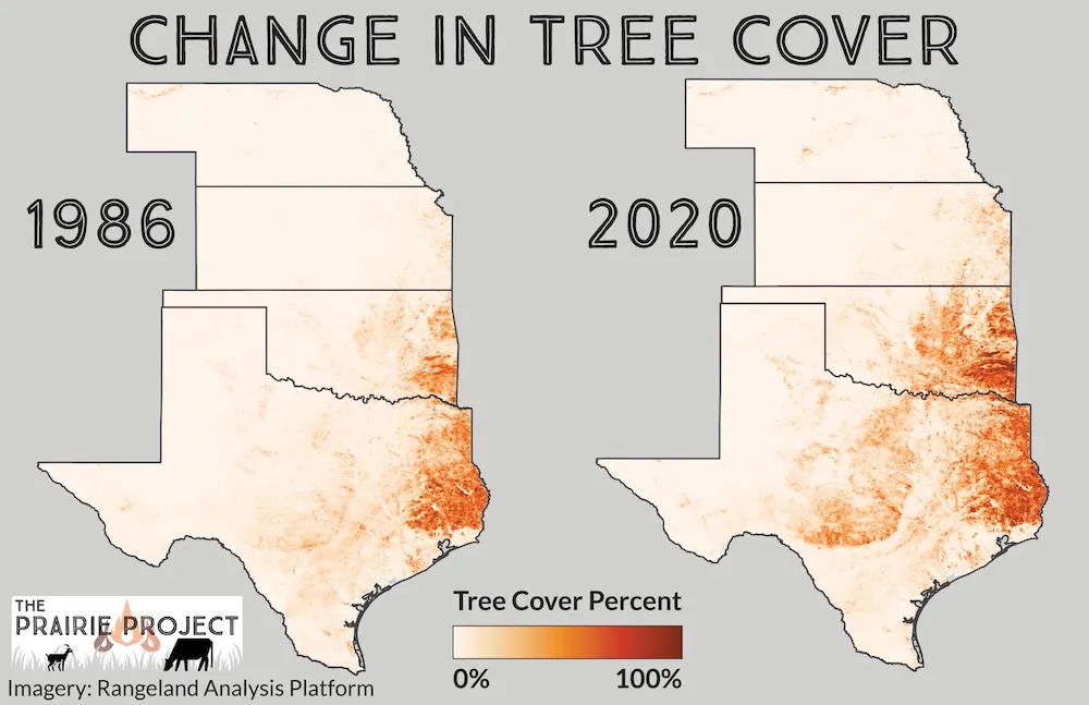 Change in Tree Cover