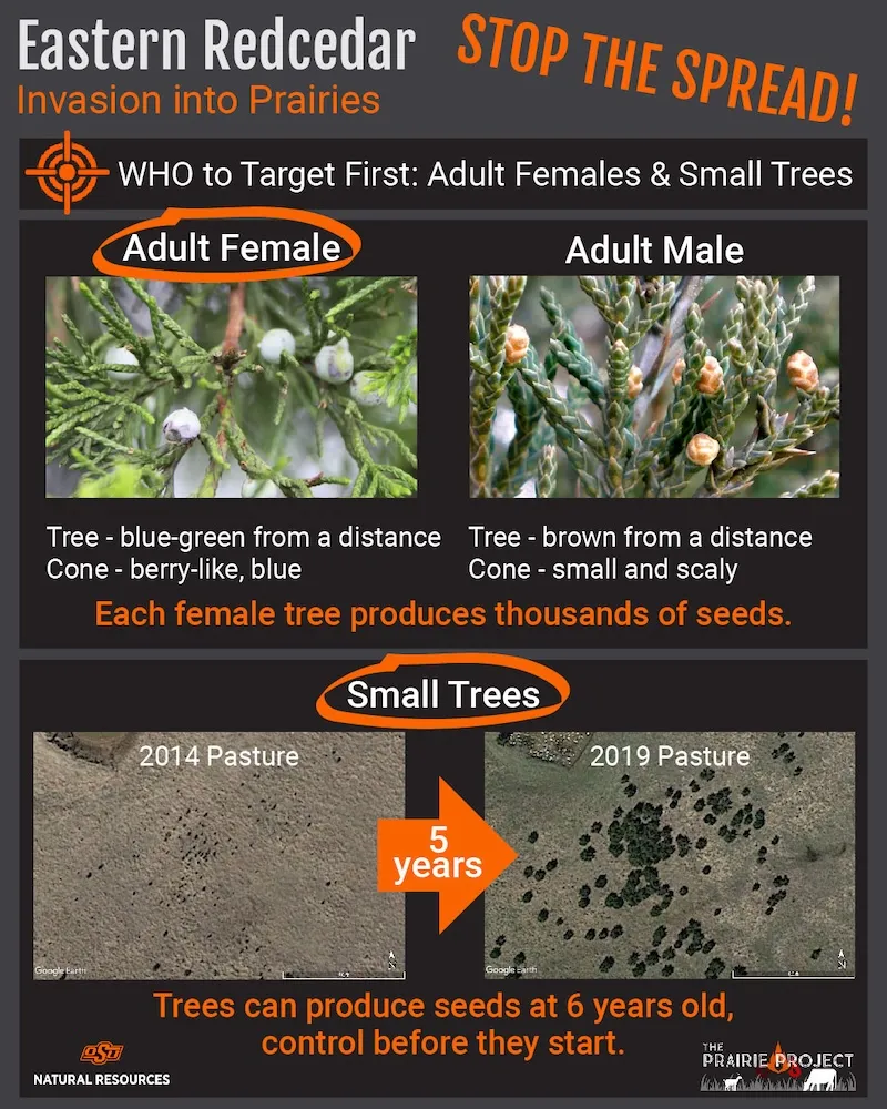 Eastern Red Cedar Removal (Targeting Specific Trees)