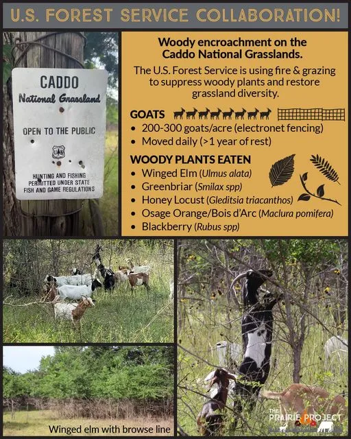 Caddo National Grasslands Goat Grazing