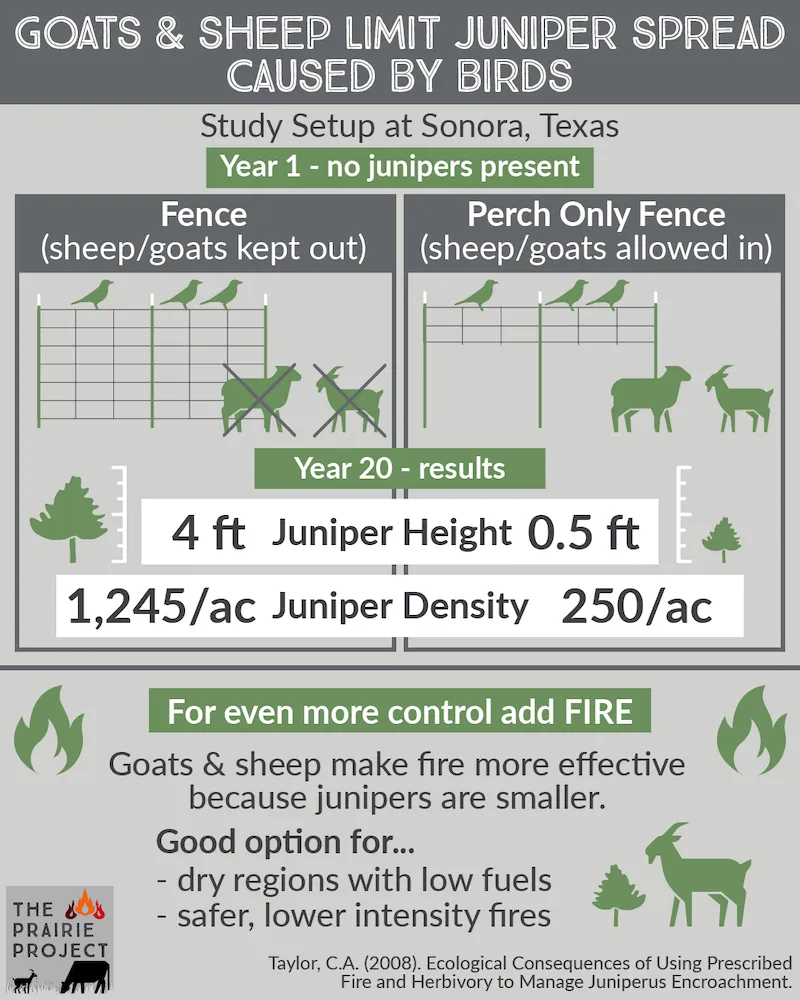 Goats and Sheep Limit Juniper Spread