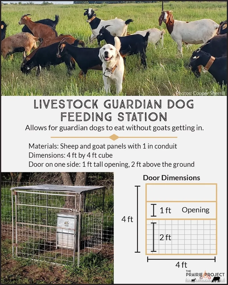 Livestock Guardian Dog Feeding Station