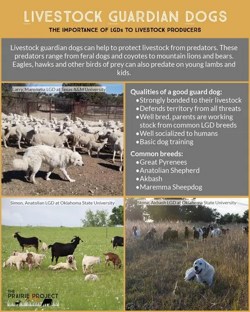 Livestock Guardian Dogs