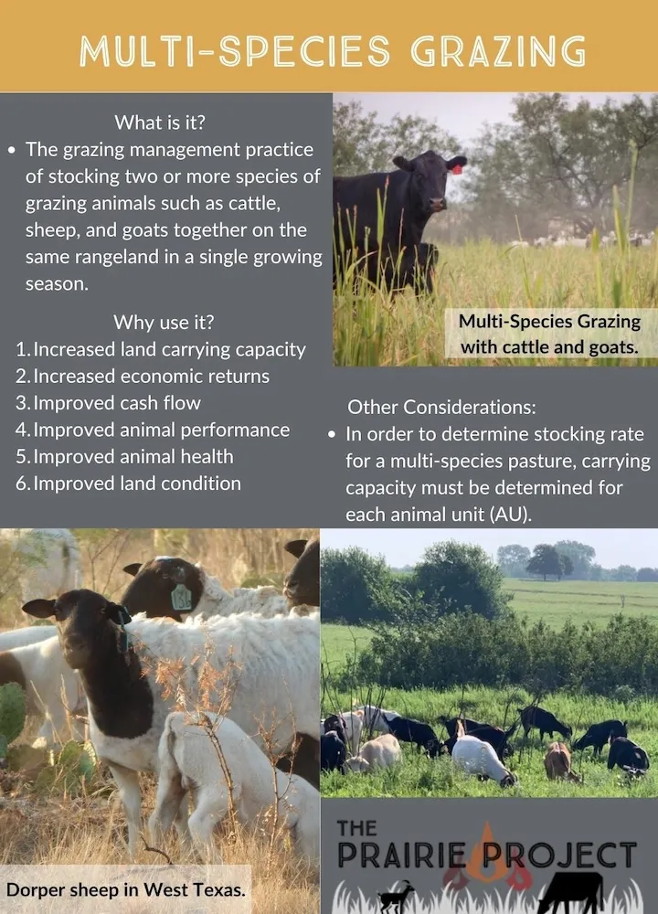 Multi-Species Grazing