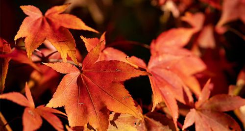 Barry Maps Visit The Vale - 67210dea21366043c40ba9ea Autumn P 500