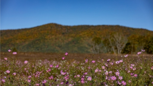 Nature Retreat in Fincastle