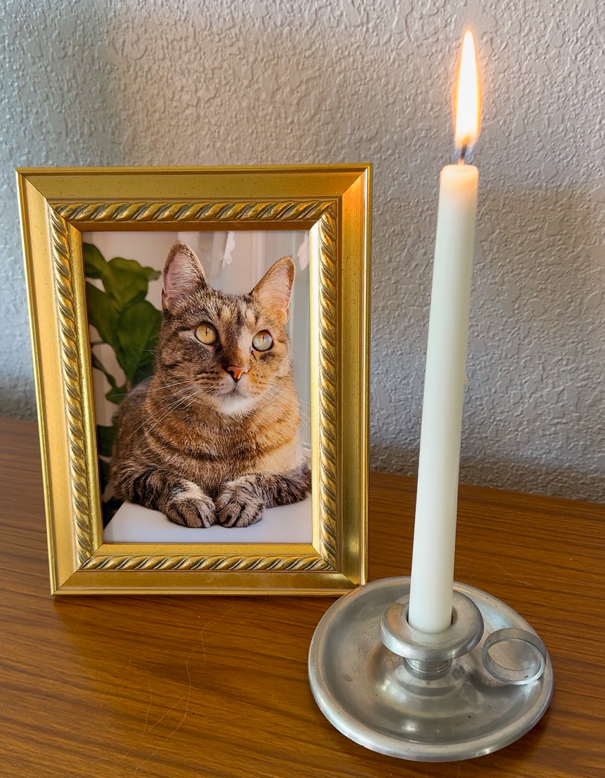 A photo of a cat with a lit candle as a memorial.