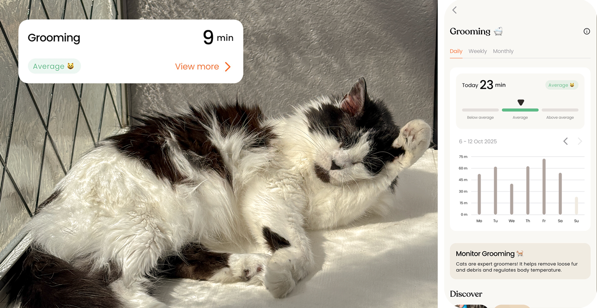 A photo of a cat grooming themselves with graphics of their stats including a graphic with their average per day.