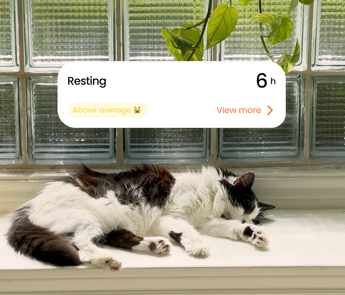 A cute cat sleeping on a window sill with a graphic that says Resting 6 hrs above average.