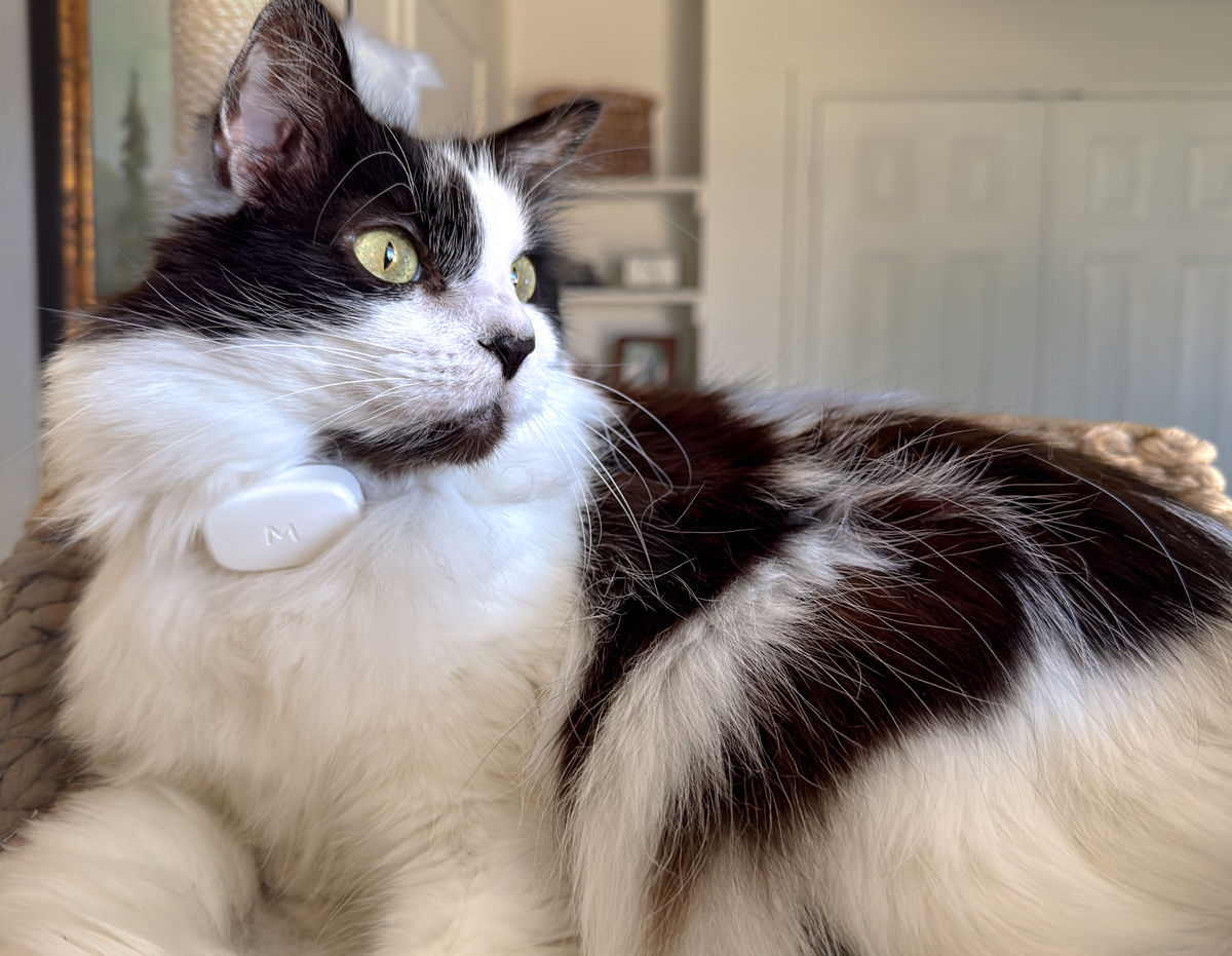 A close up of a cat wearing a Moggie activity tracker in a cat tree.