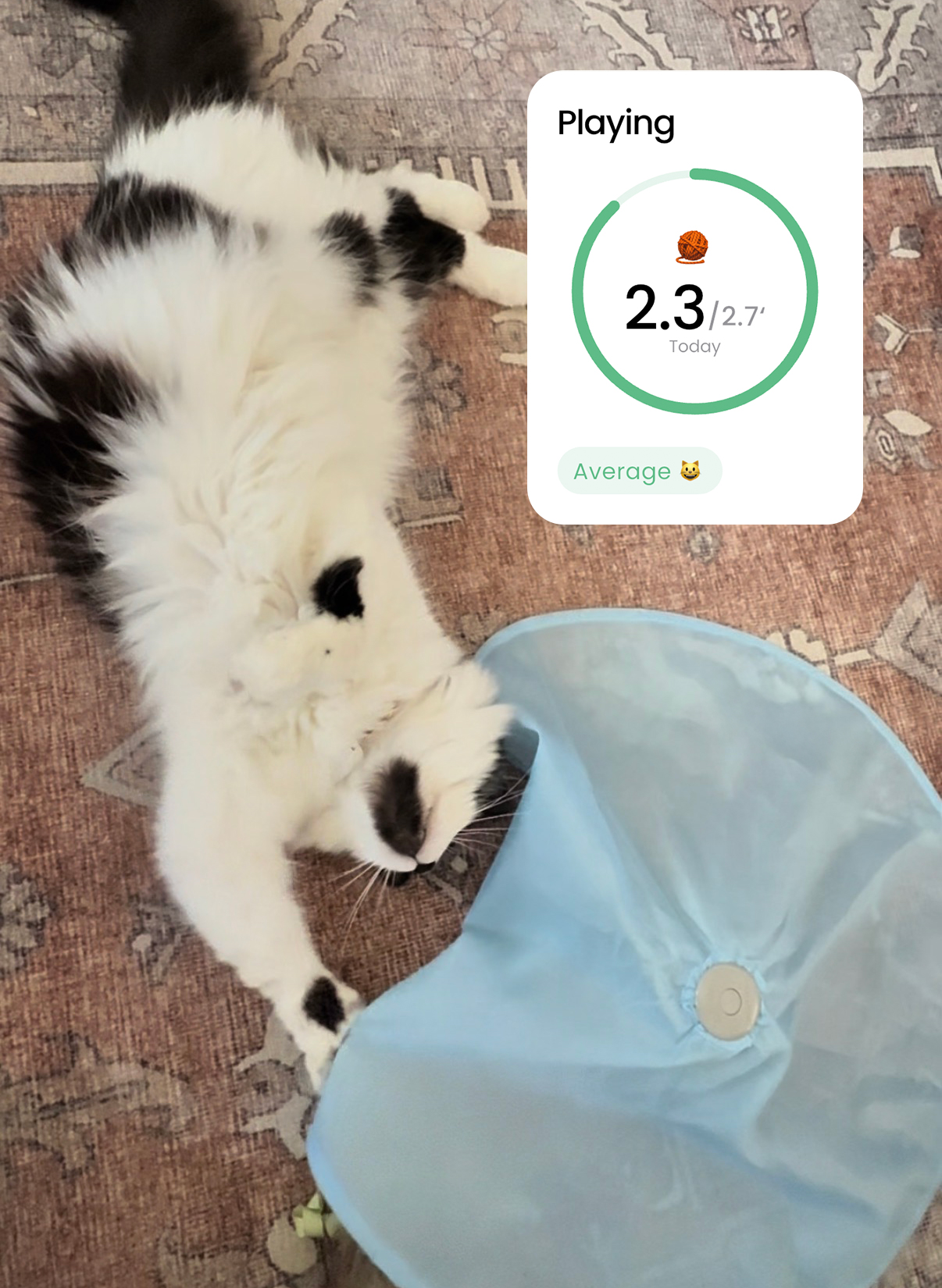 A cat playing with a toy next to a graphic that shows that the cat has played 2.3/2.7 times today.