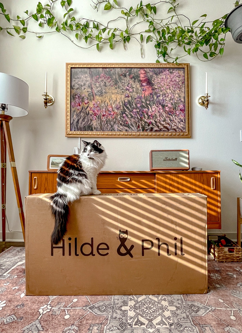 A black and white cat perched on top of a Hilde & Phil box in a living room.