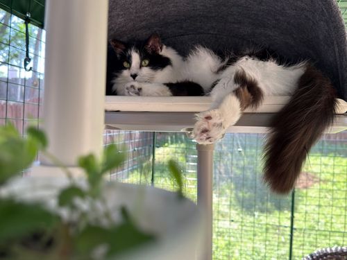 Black and white cat lounging in a gray felt-covered cat tree cave in a cat tree outside on a catio.