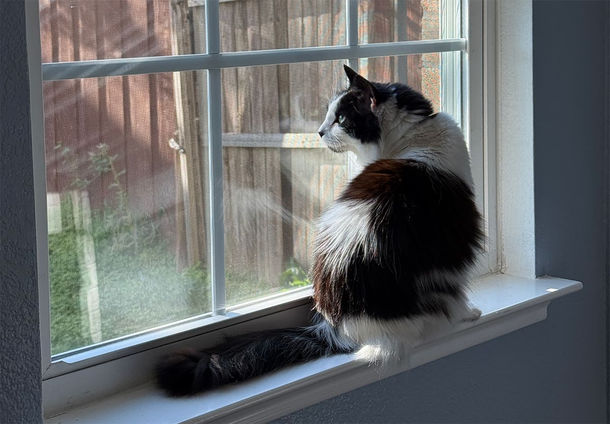 A black and white cat looking longingly out the window at the backyard.