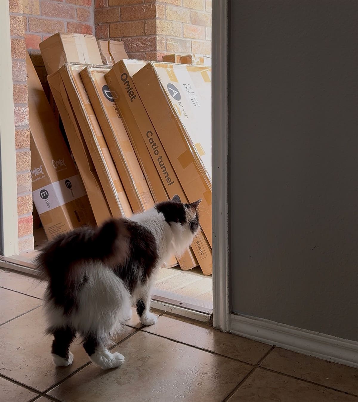 A black and white cat looking out the front door of the house with cardboard packages stacked on the front porch.