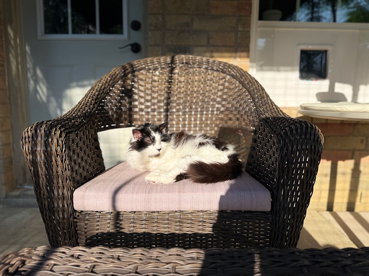 A black and white cat sunning in a wicker patio chair outside.