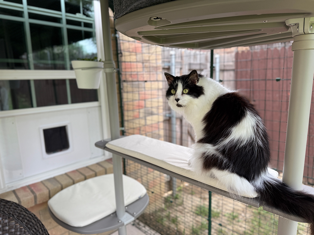 A black and white cat perched on a cat tree platform off the ground in the Omlet catio. In the background you can see the cat flap in the window.