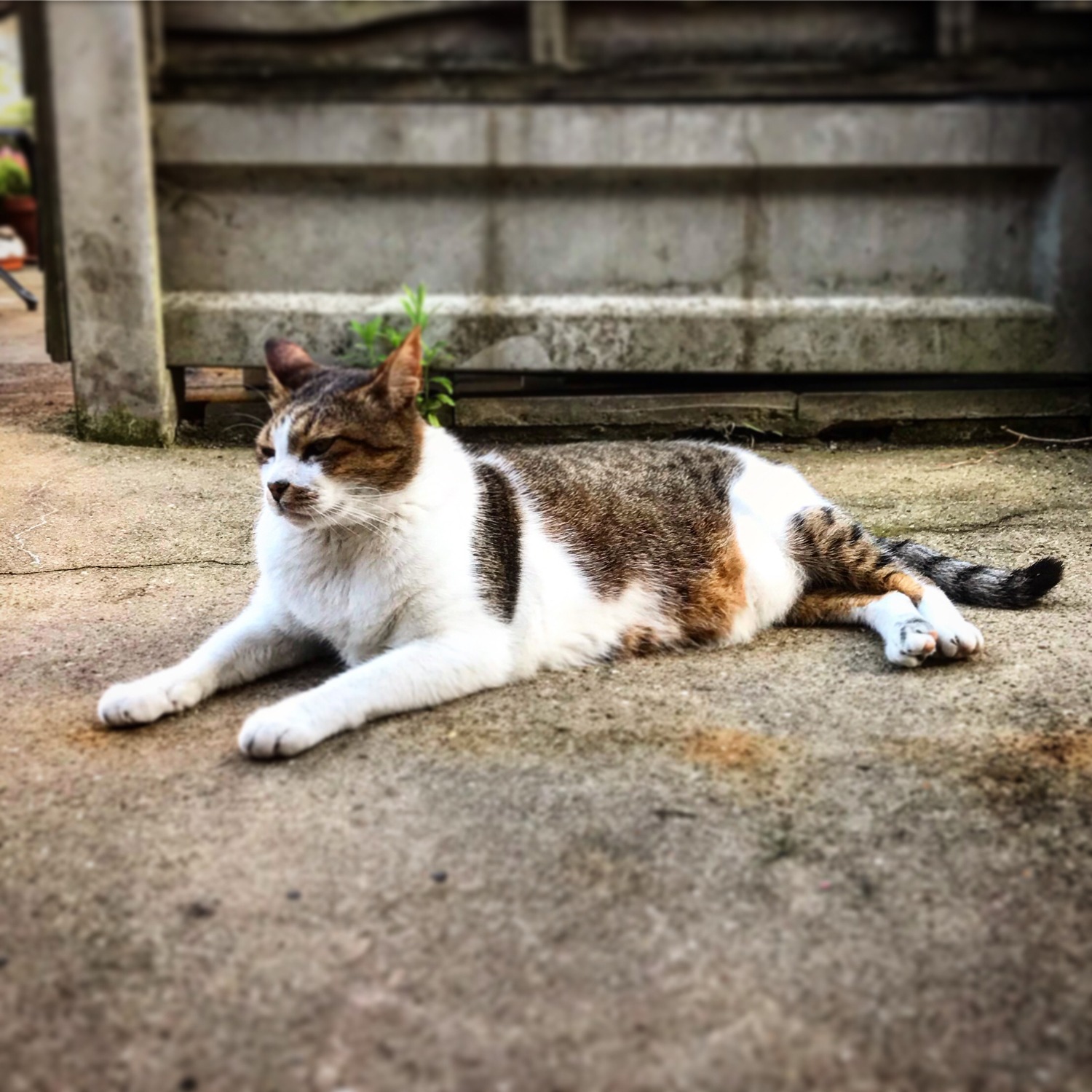 Co-founder Gemma's cat Frankie became ill at 16 and was comforted by playing a purr.