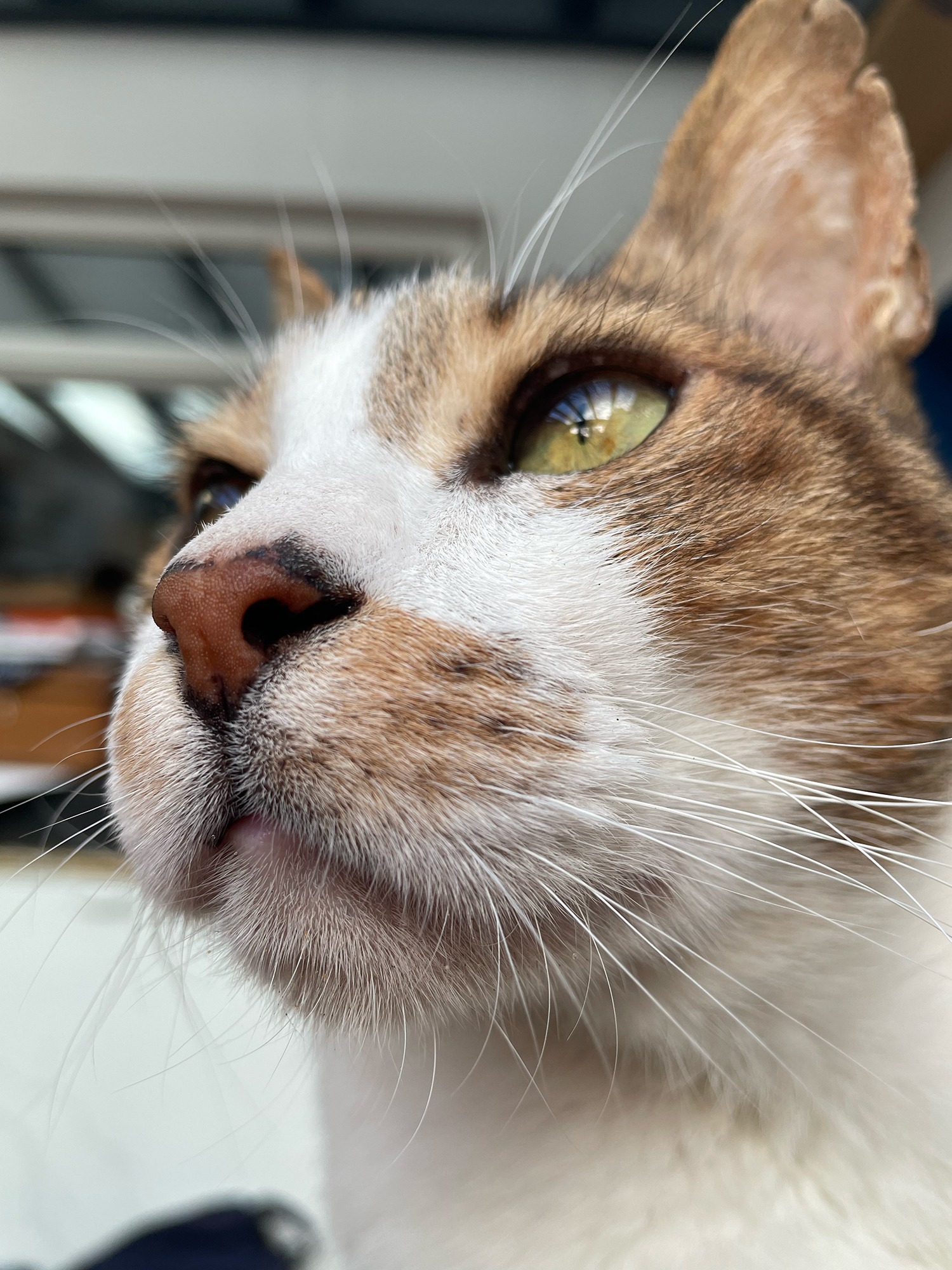 Gemma’s late cat Frankie’s nose inspired the first color run.