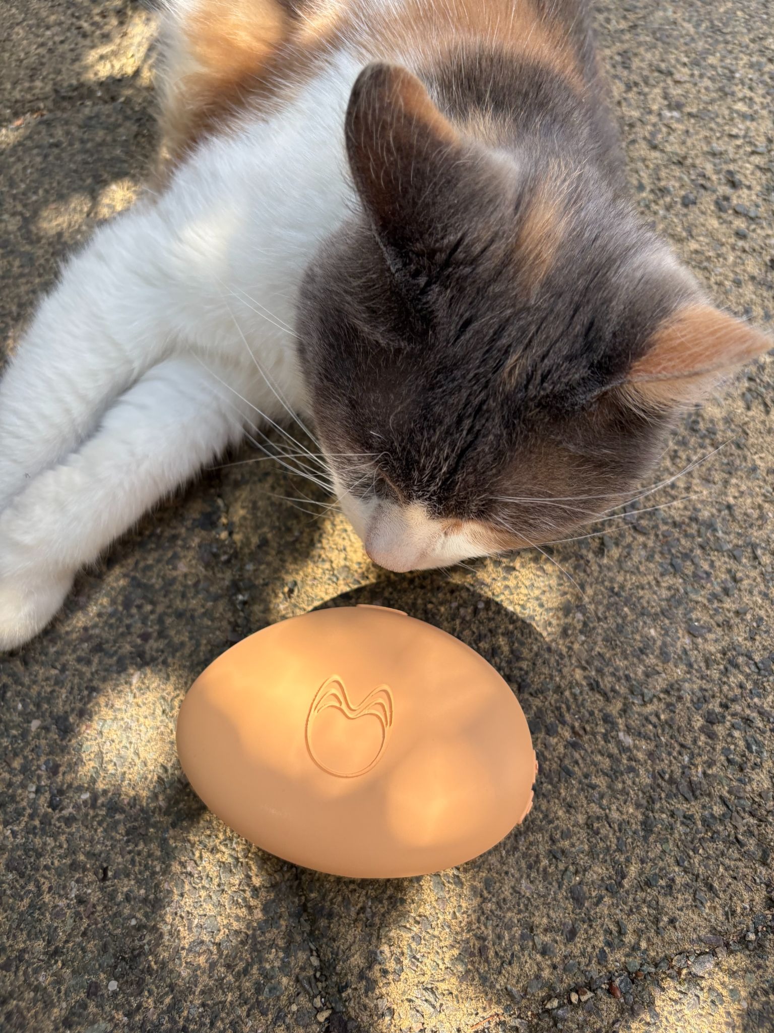 Co-founder Gemma's cat Lou Lou with a Purrwave prototype possibly giving it her sniff of approval?