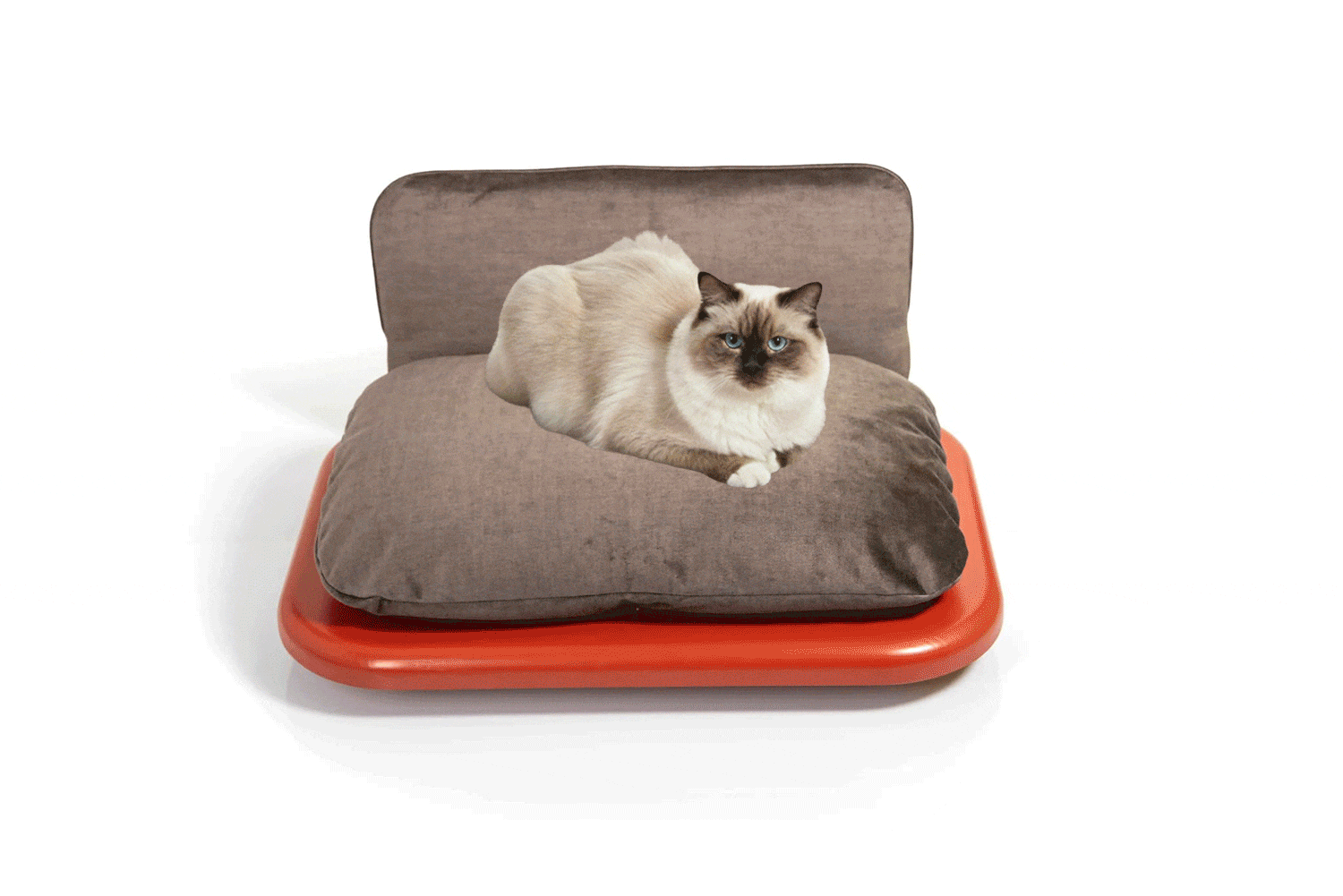 A cat on a bed that is changing colors.