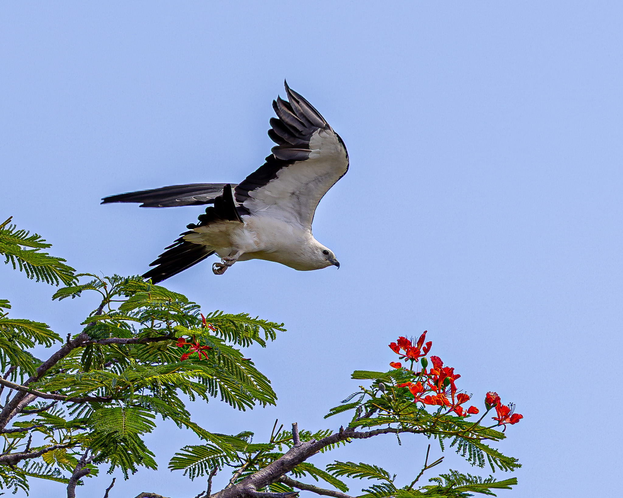 Swallow-tailed Kite