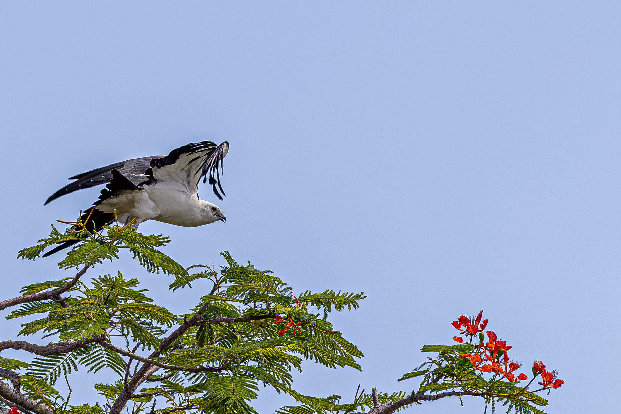 Swallow-tailed Kite