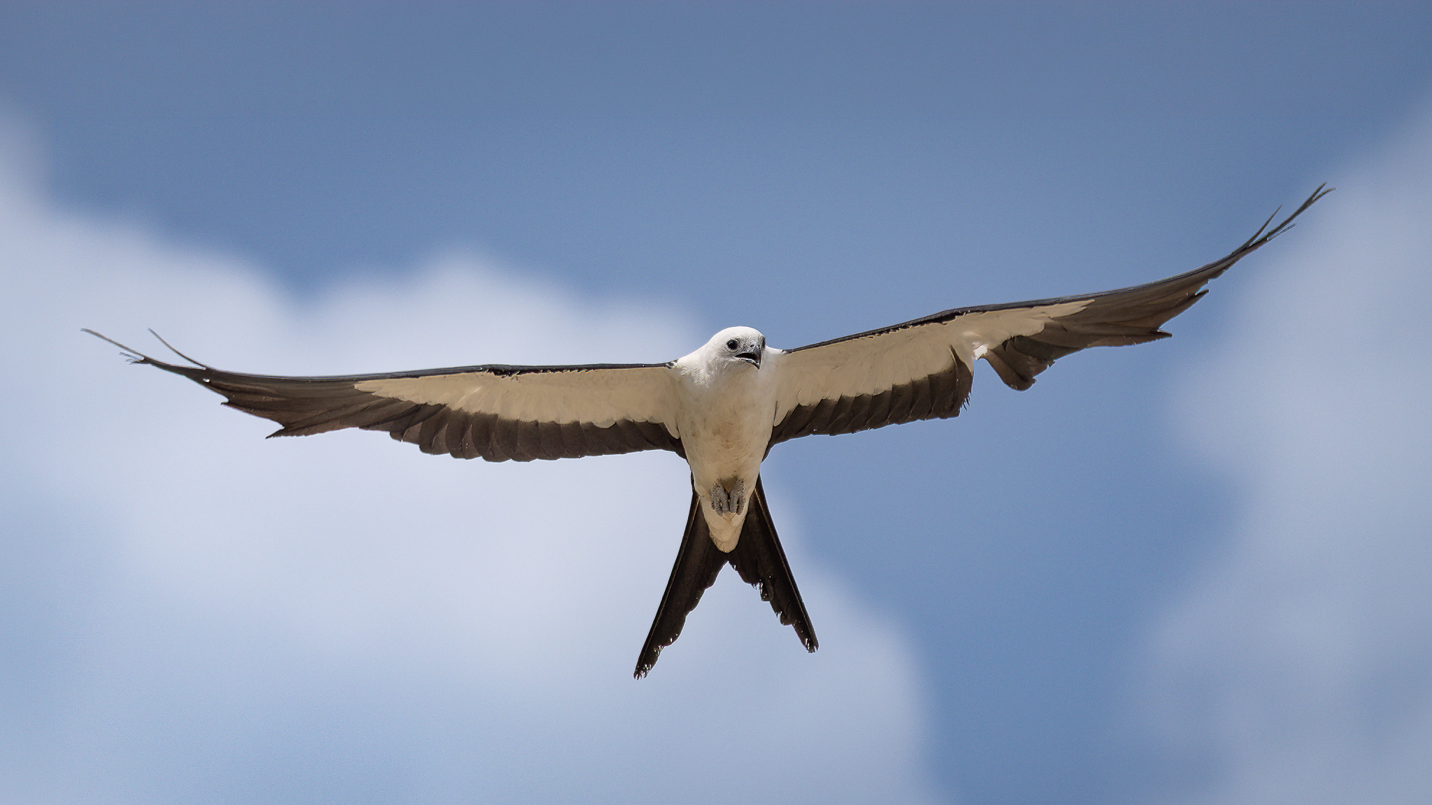 Swallow-tailed Kite