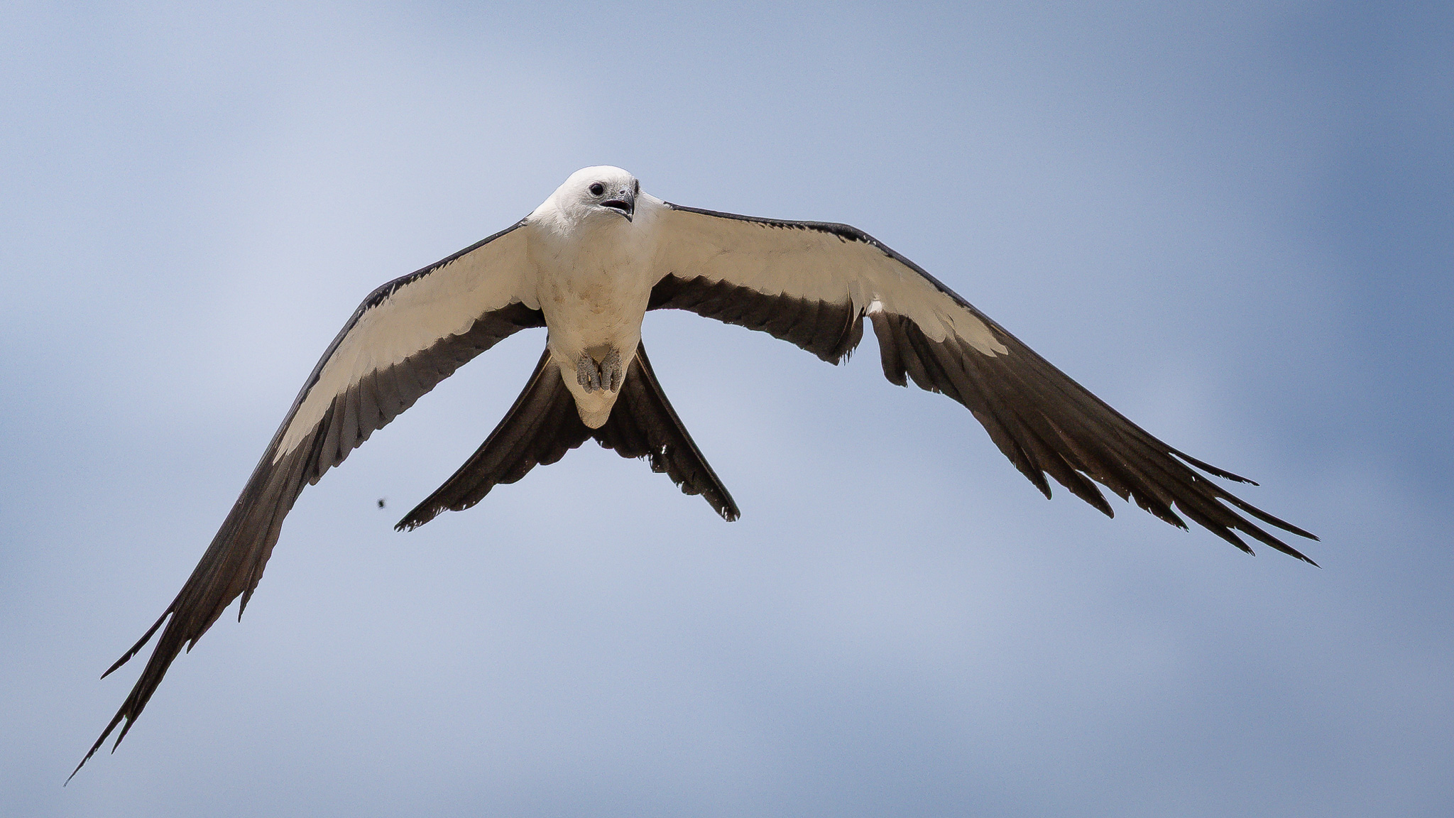 Swallow-tailed Kite