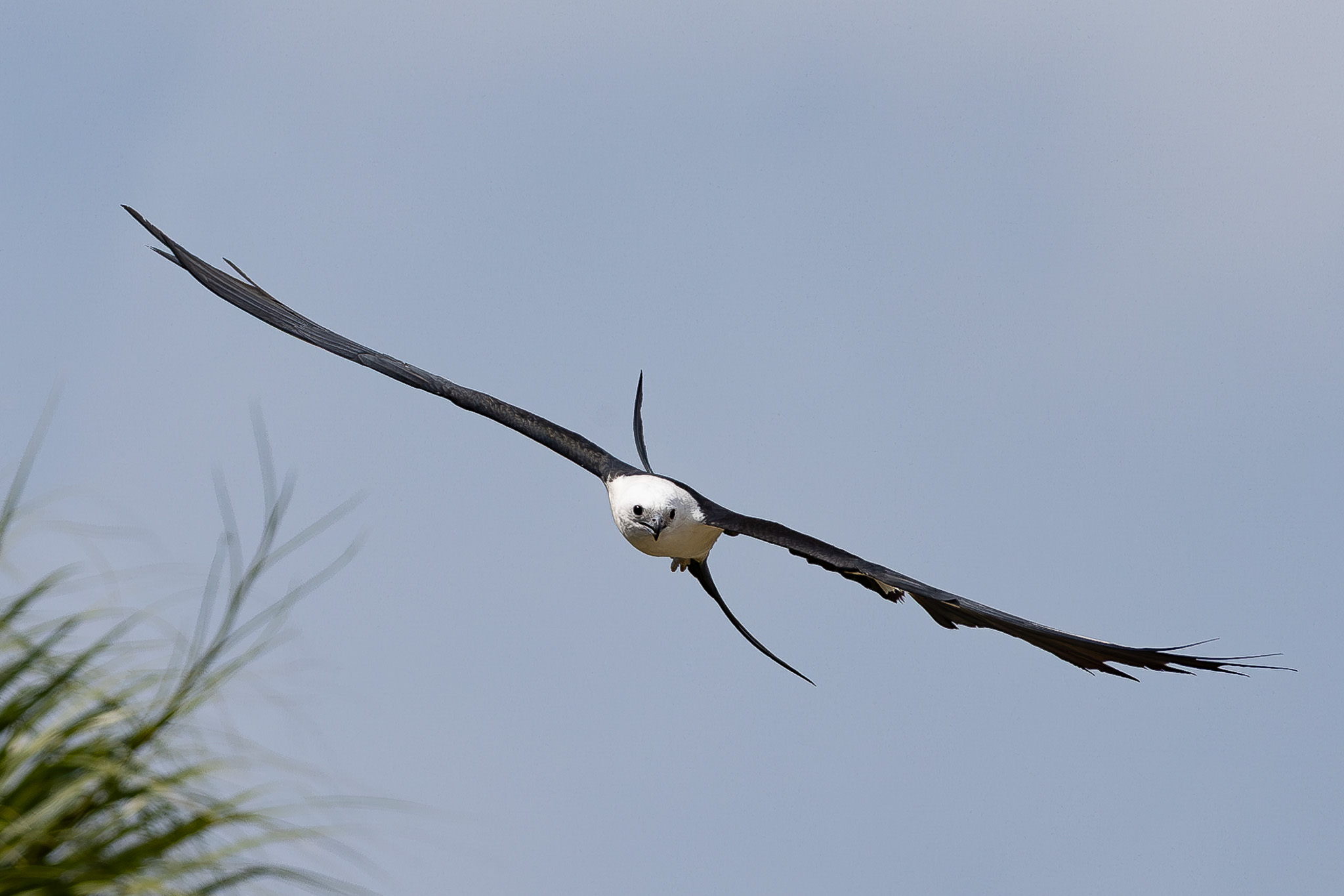 Swallow-tailed Kite