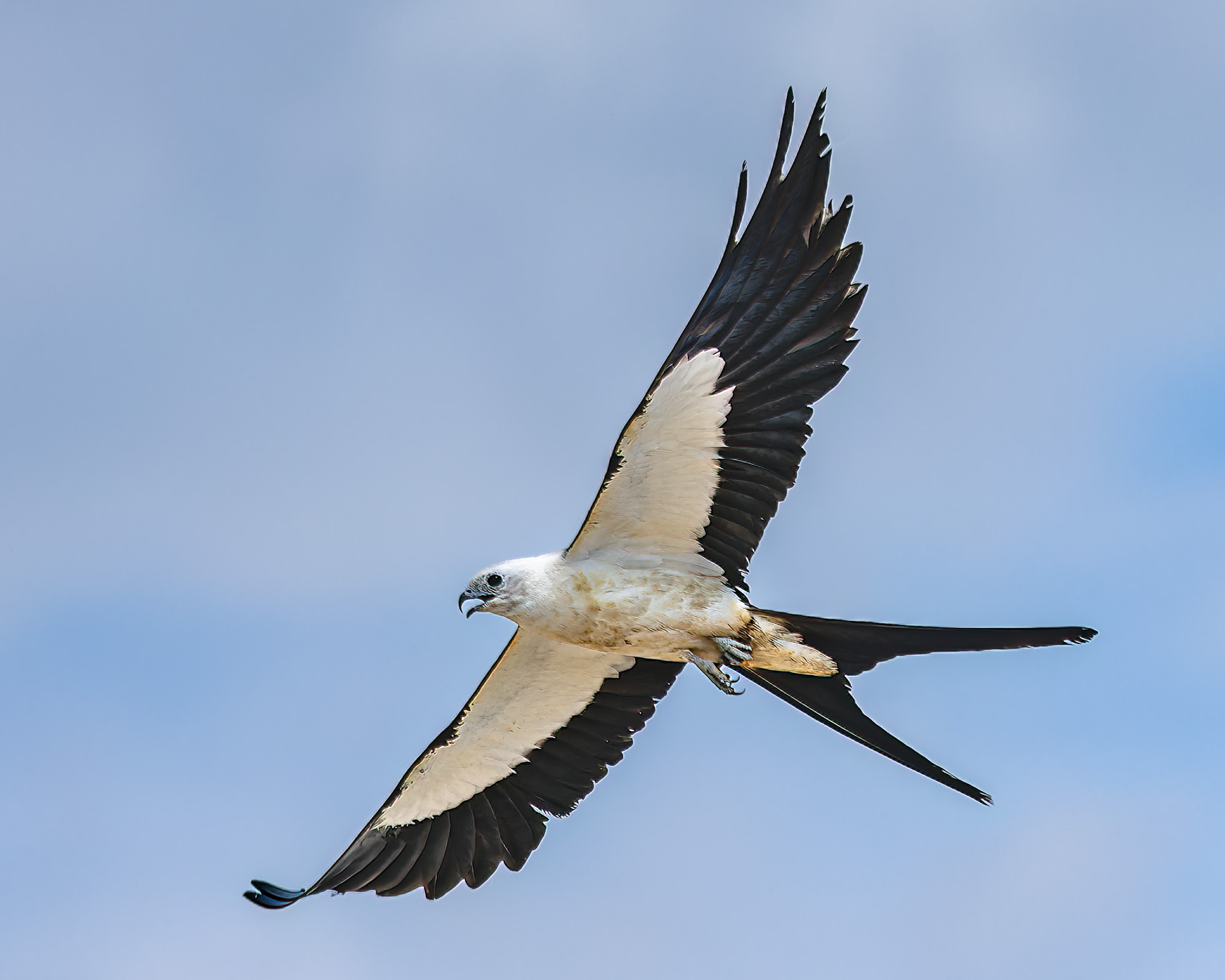 Swallow-tailed Kite