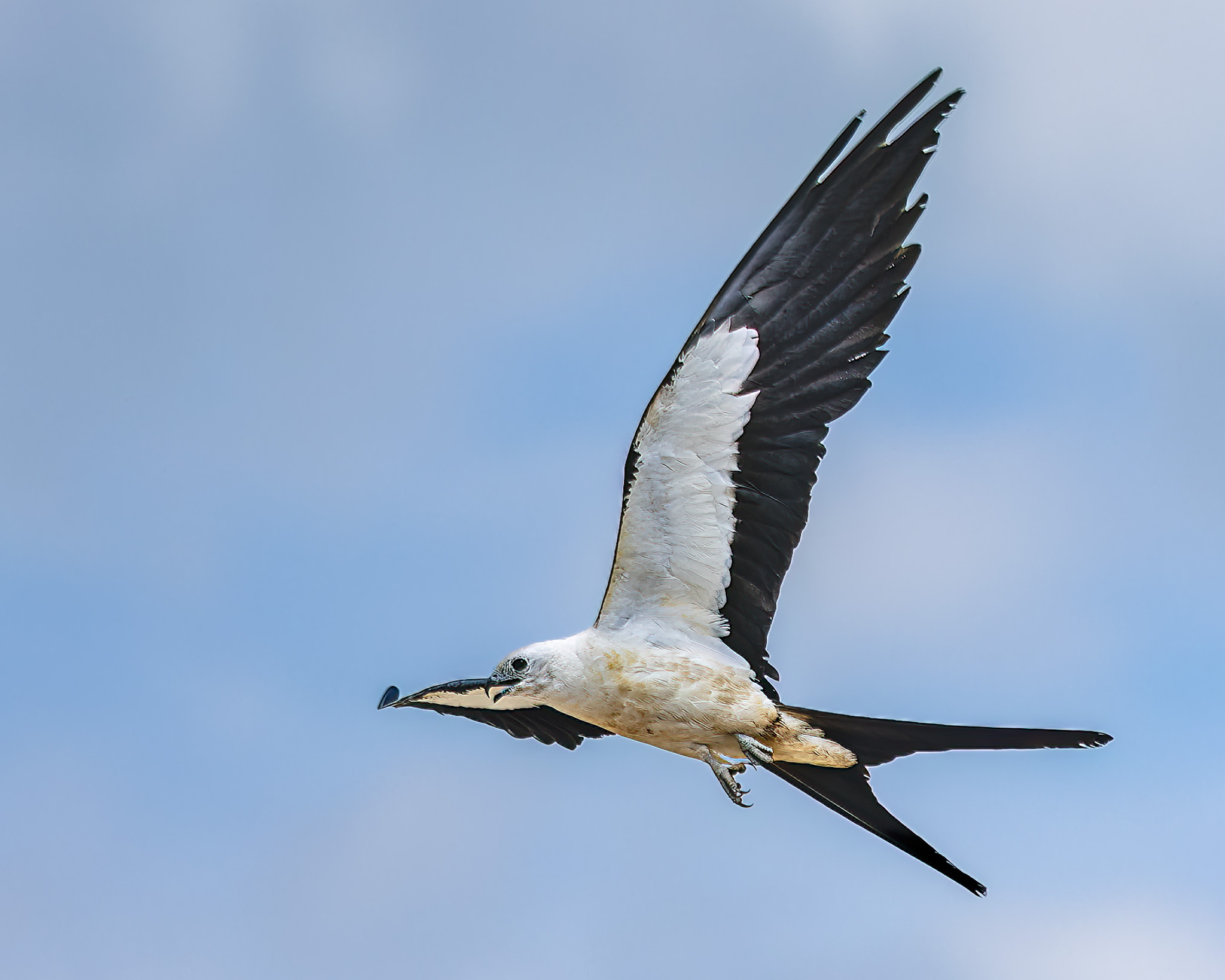 Swallow-tailed Kite