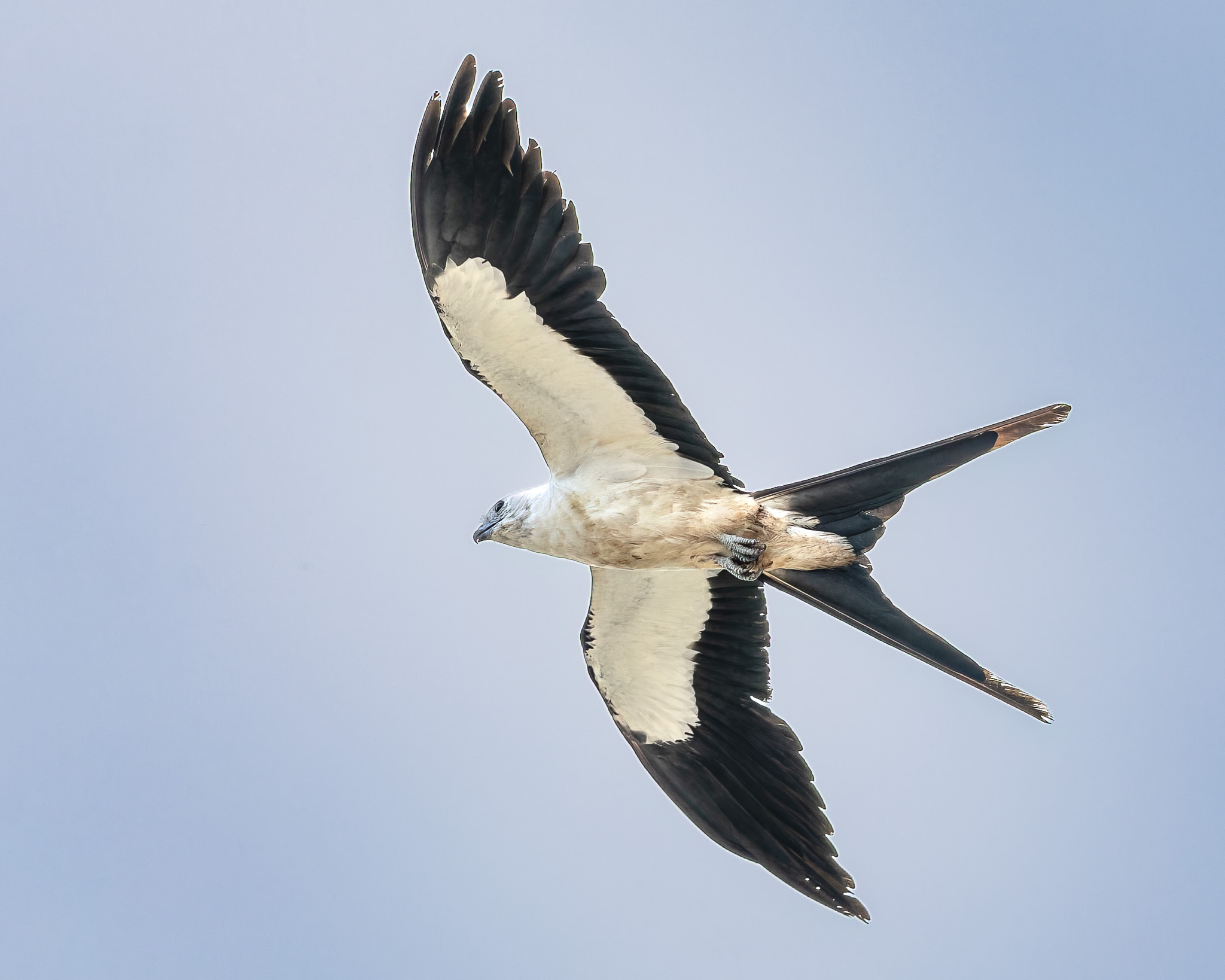 Swallow-tailed Kite