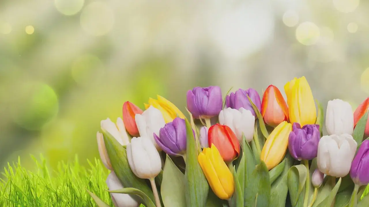 Virtual Background for Spring