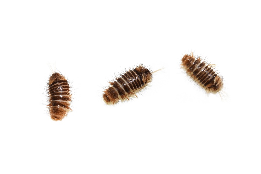 Does Vinegar Kill Carpet Beetles? Follow this DIY Trick! Zunex Pest