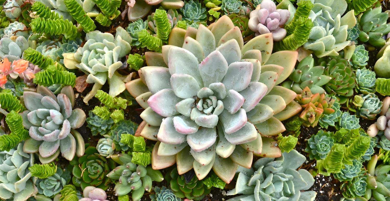 The Plants Who Know Us: Traditions of Botanical Kinship