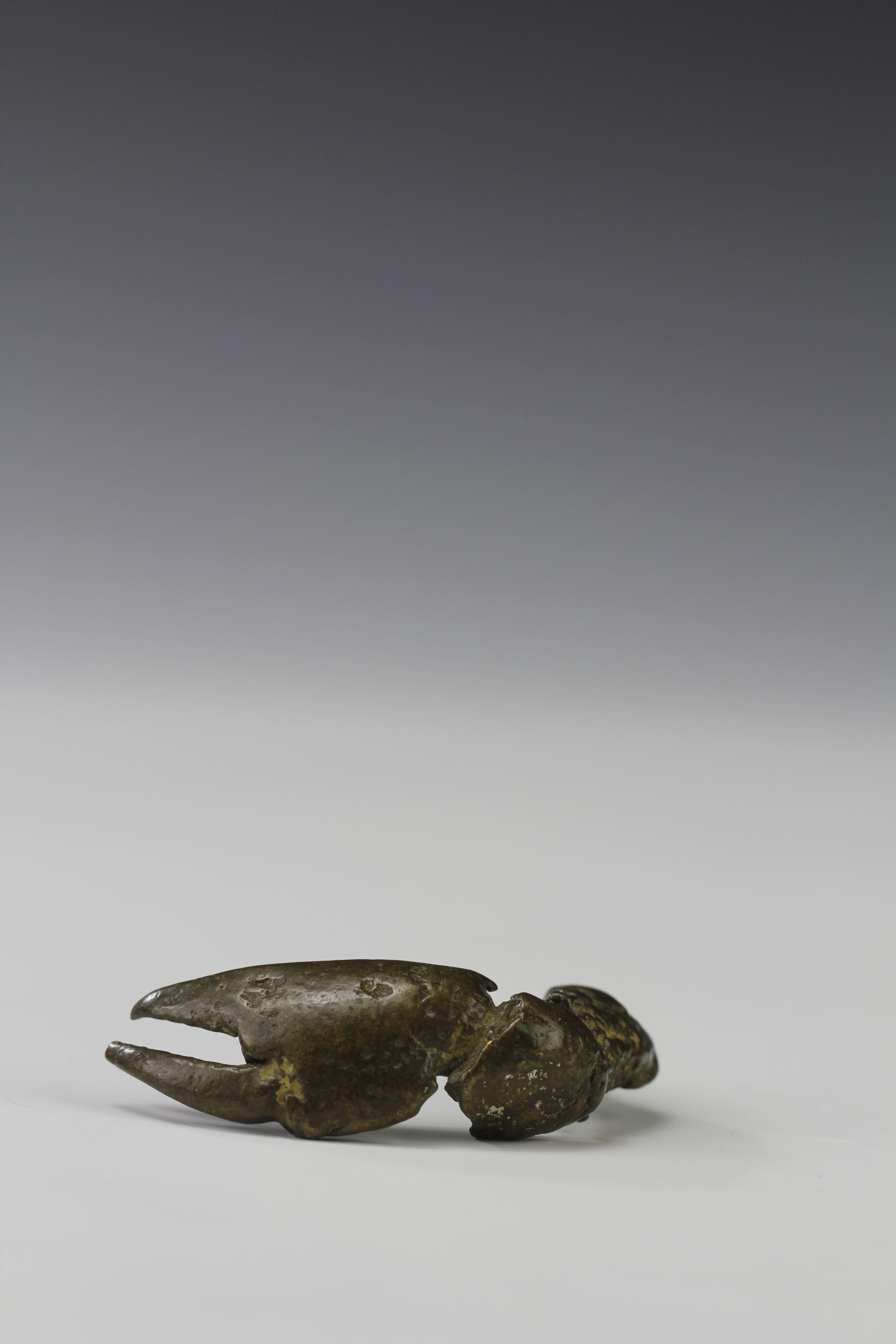 FINE CAST FROM LIFE BRONZE GOLD WEIGHT OF A CRAB CLAW. AKAN, GHANA