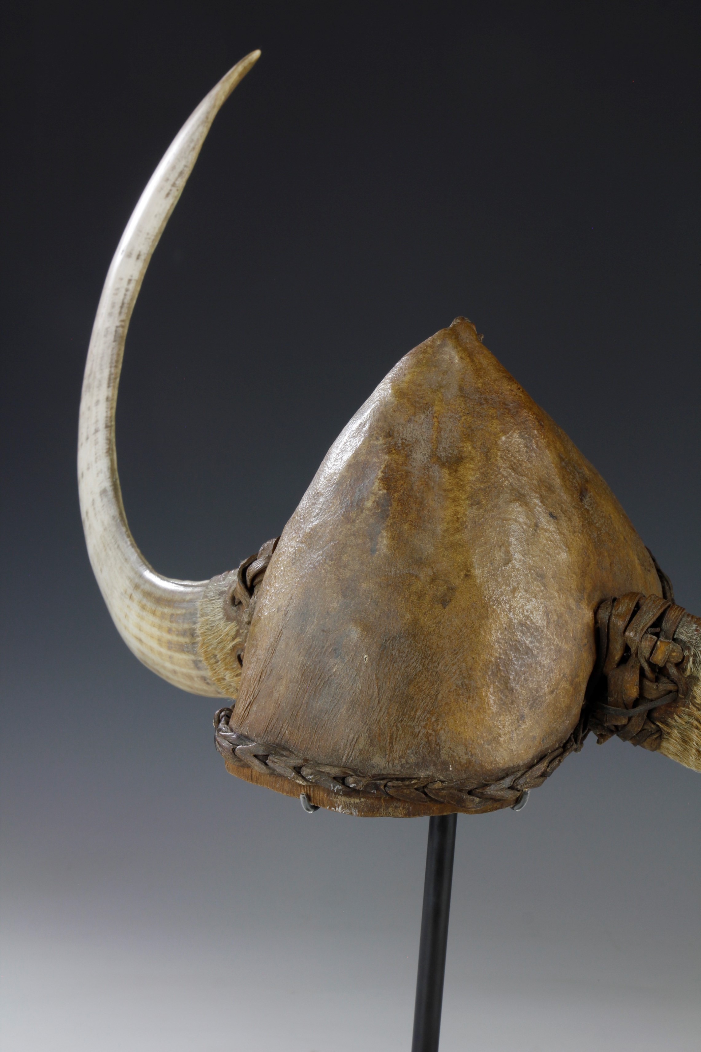 HEAD ADORNMENT WITH WARTHOG TEETH. GURUNSI/MOSSI, BURKINA FASO