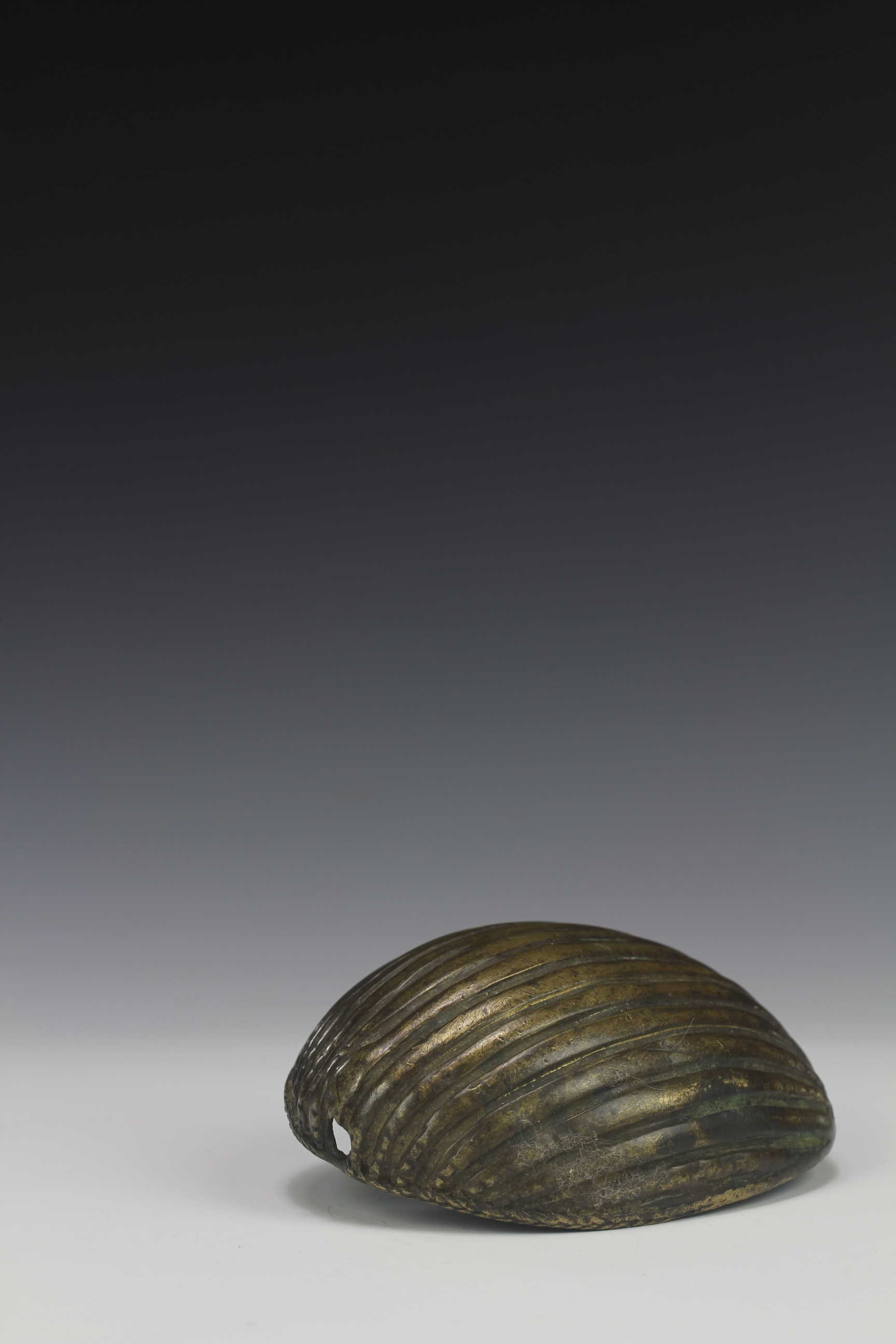 RARE SHELL GOLD WEIGHT. AKAN, GHANA