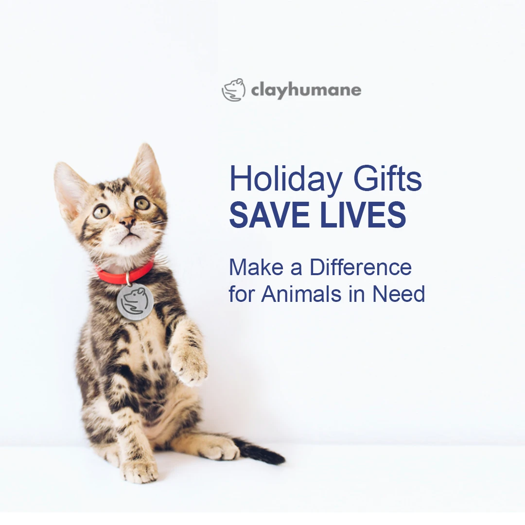 A kitten sitting up with text Holiday Gifts Save Lives