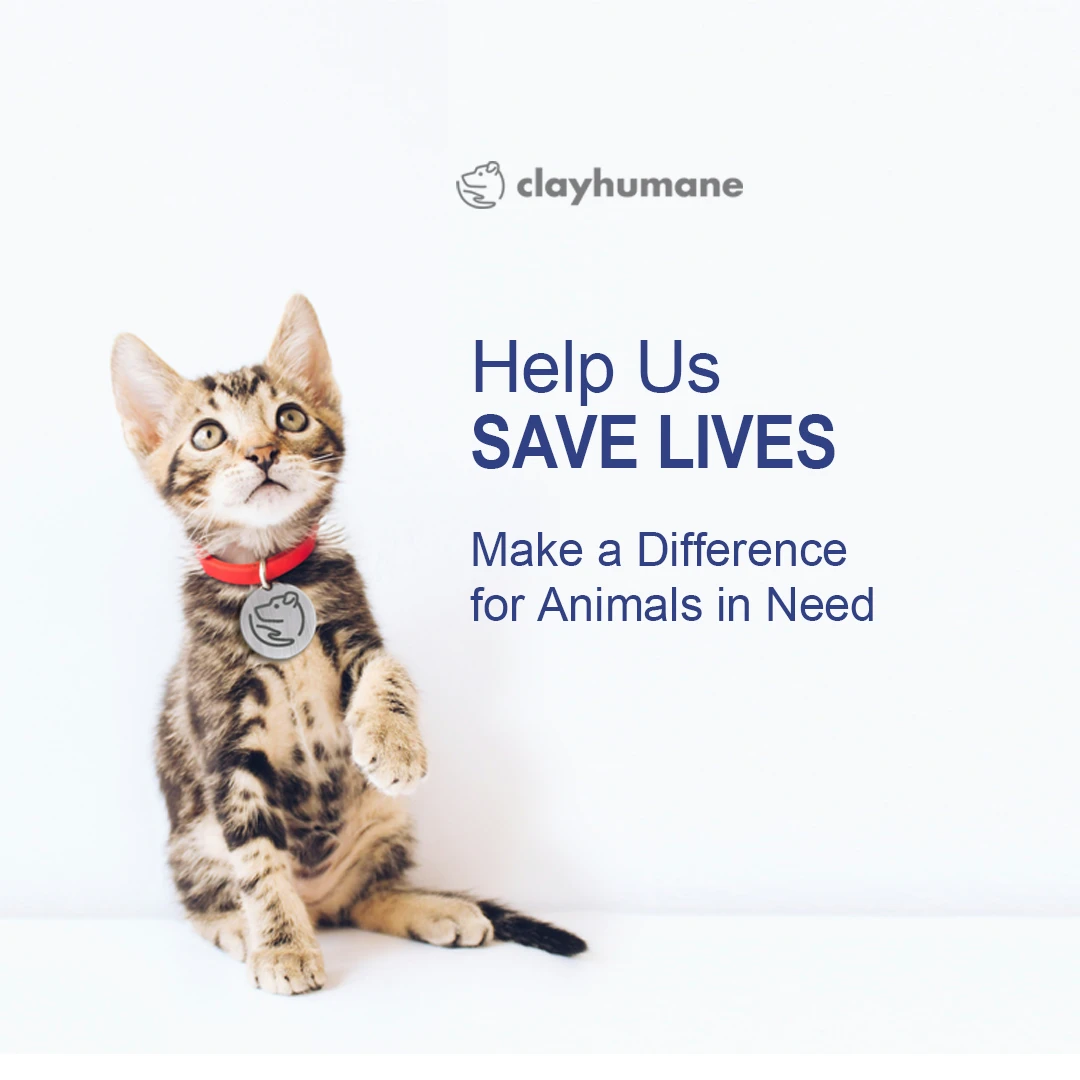 A kitten sitting up with text Holiday Gifts Save Lives