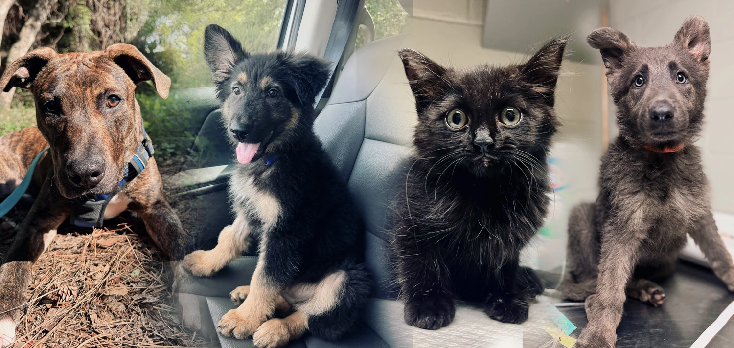 A collage of 4 pets that have been saved by Clay Humane