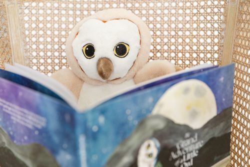 Barn Owl Daytime