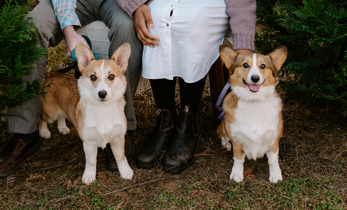 Two corgi dogs sitting on grass between two people whose legs are partially visible.
