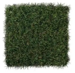 SportsGrass® Max