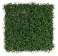 SportsGrass® Revolution