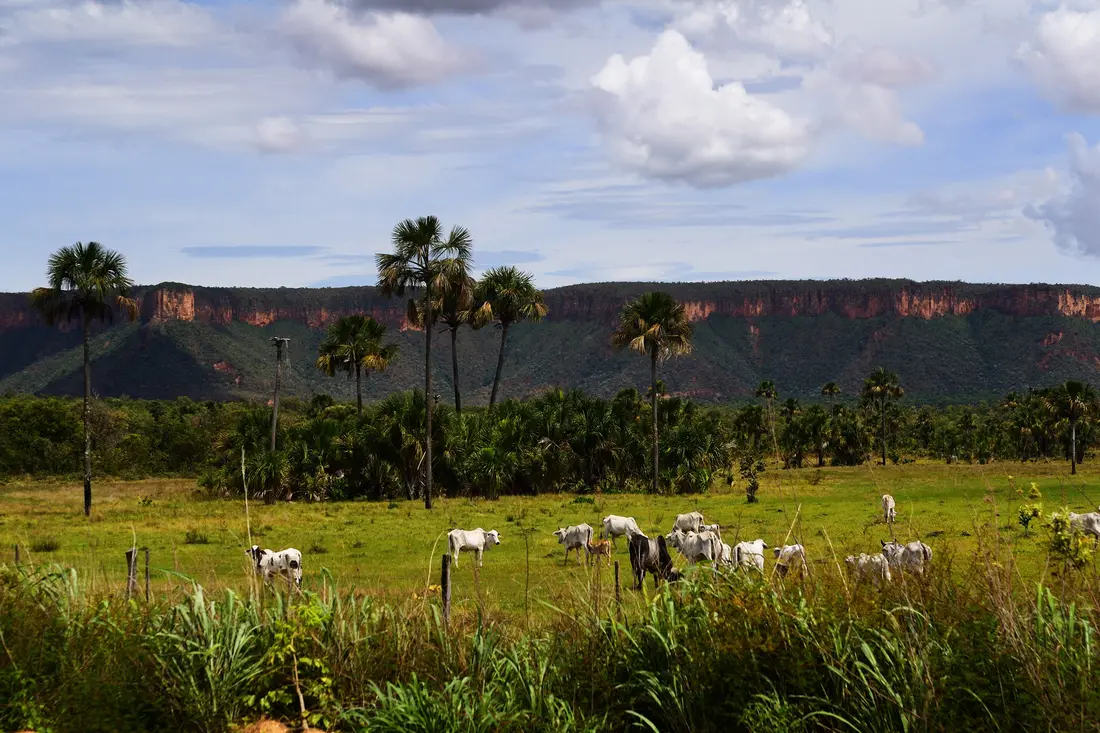 A herd of Nelore cattle grazes below a rocky plateau at Campos Belos, in the Brazilian state of Goias.