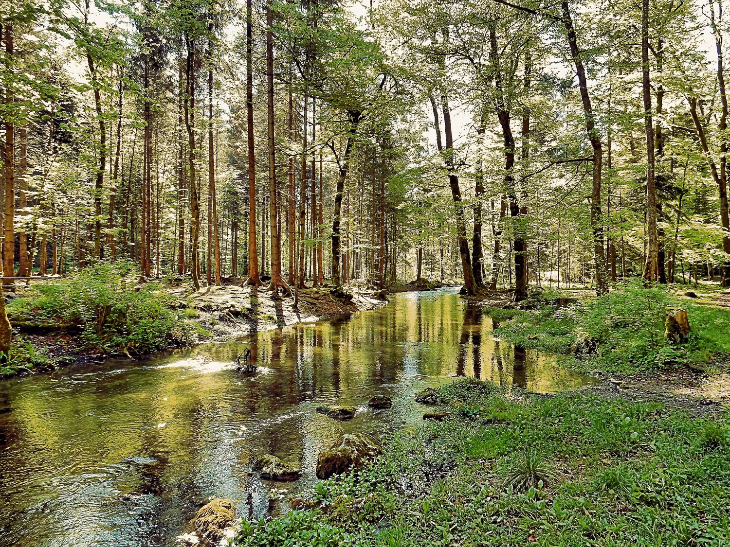 Étang dans la forêt entouré d'arbres